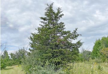 Juniper- Eastern Red Cedar
