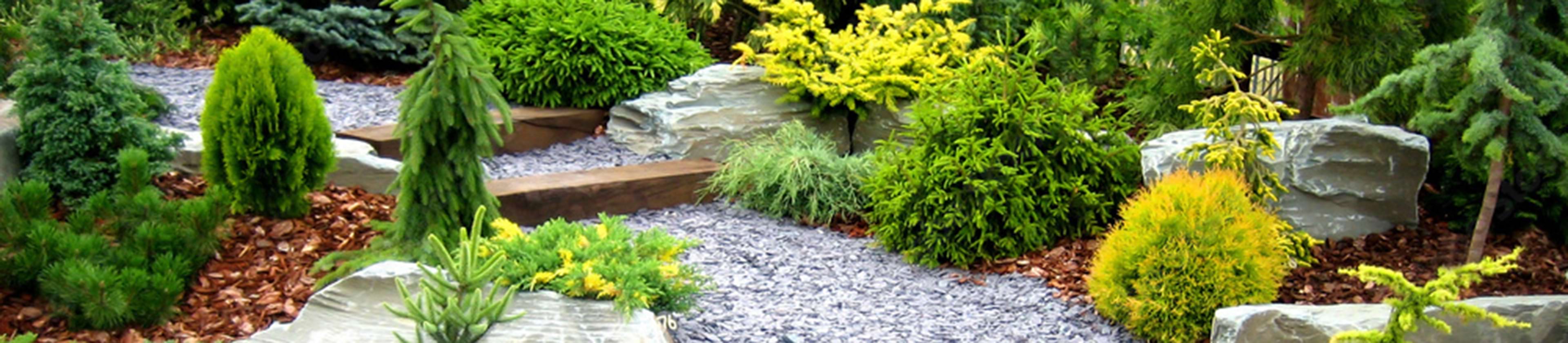 Creating a Conifer Garden: A Haven of Green Elegance 